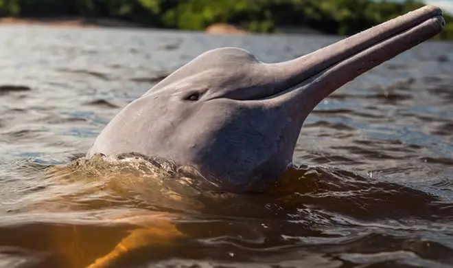Pesca e comercialização da piracatinga será proibida até 2020