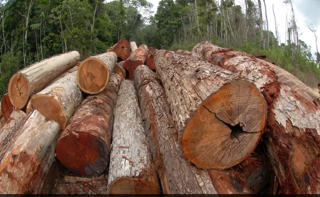 MMA regula extração de madeira de espécies da flora sob ameaça