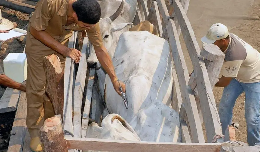 Campanha de vacinação do rebanho tocantinense contra febre aftosa começa nesta sexta