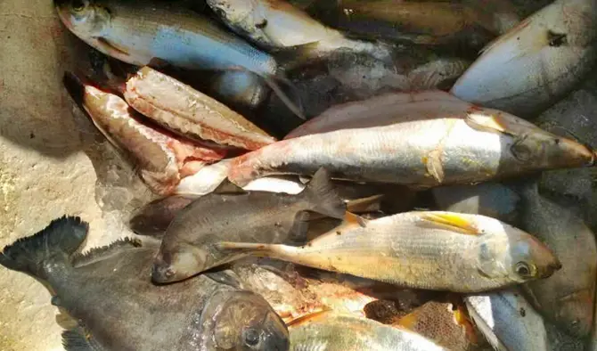 Cerca de 1400 quilos de pescado irregular foram apreendidos pela PM