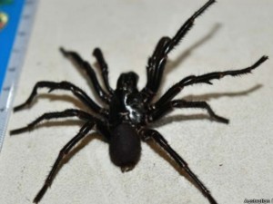 aranha