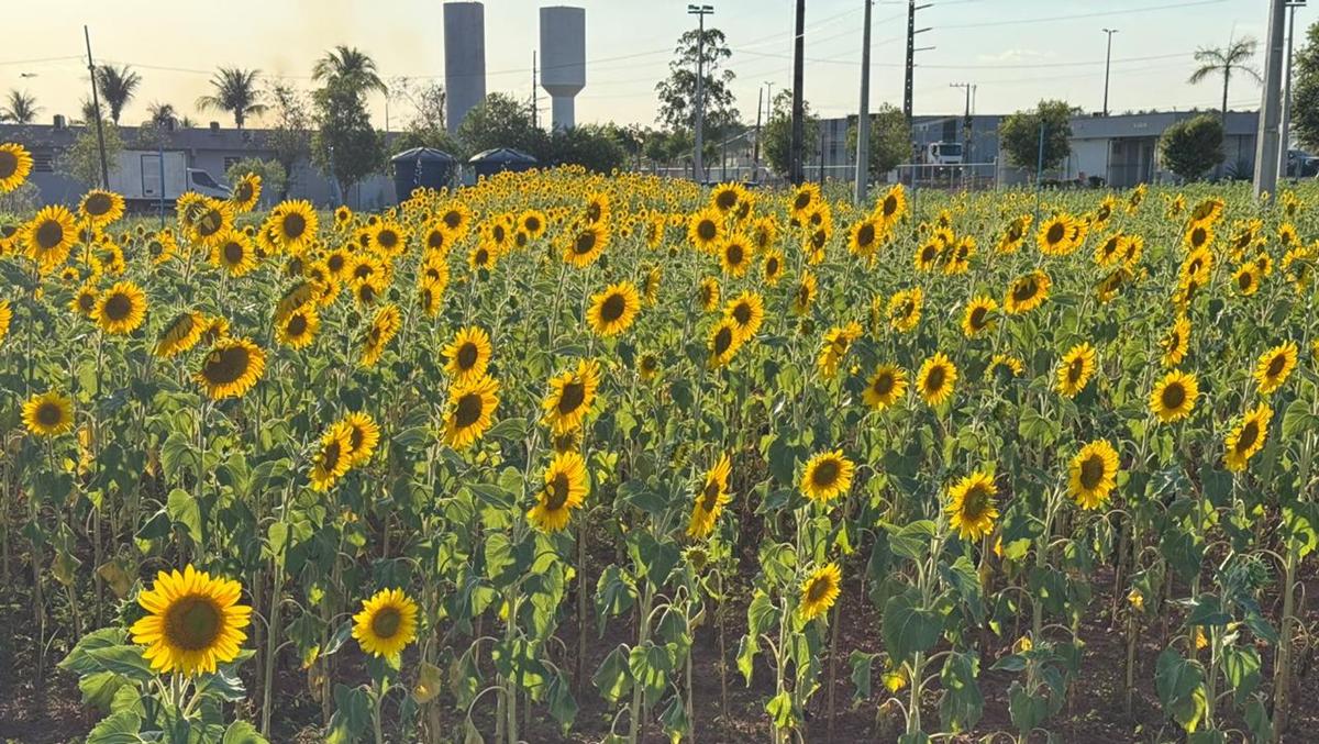 Projeto transforma girassol em oportunidade de pesquisa e renda para produtores tocantinenses