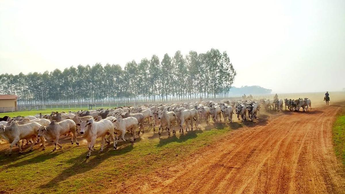 Tocantins é potência pecuária com 11,6 milhões de cabeças de gado e celebra genética de excelência no 1º Leilão Nelore ENCO