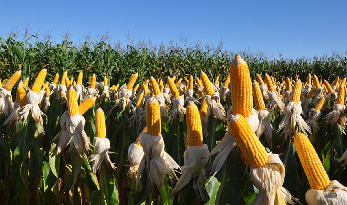 Novo biofungicida controla fungos de solo com até 80% de eficiência