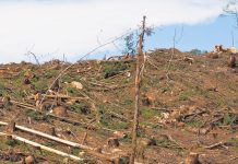 Ação do MPTO resulta em condenação de produtor rural por desmatamento ilegal em Araguaçu