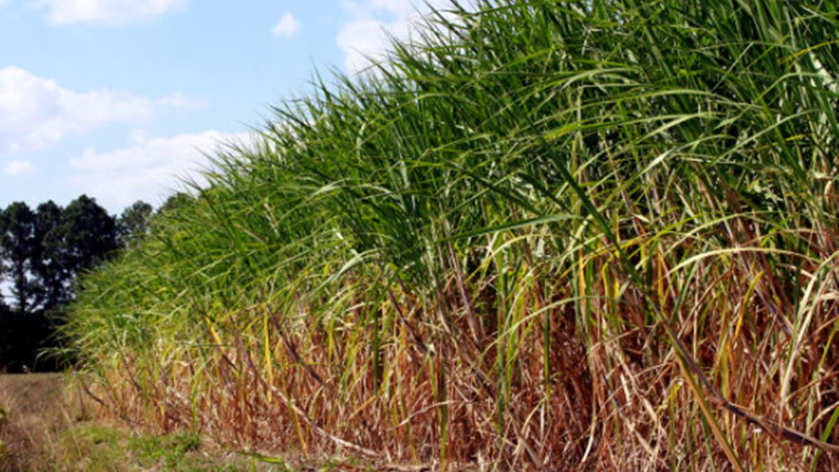 RenovaCalc avança na avaliação da pegada de carbono dos combustíveis sustentáveis