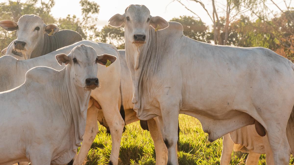 Tocantins alcança 95,96% de declarações e reforça compromisso com a sanidade animal