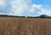 Frísia orienta produtores sobre cadastro obrigatório da soja da safra 2025/2026 no Tocantins