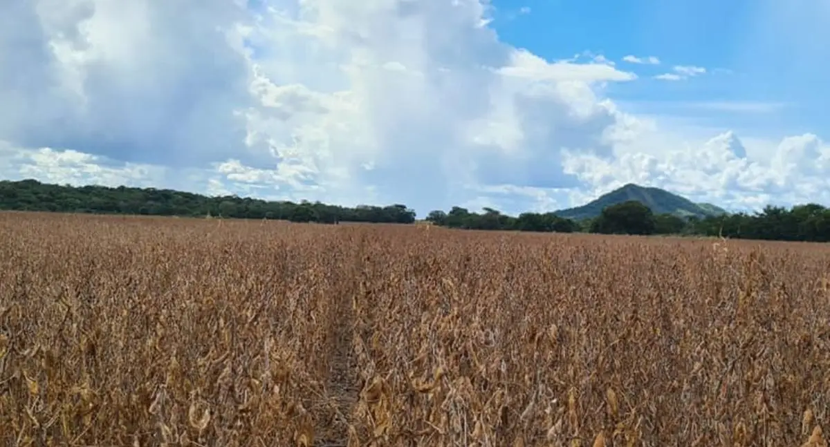 Frísia orienta produtores sobre cadastro obrigatório da soja da safra 2025/2026 no Tocantins