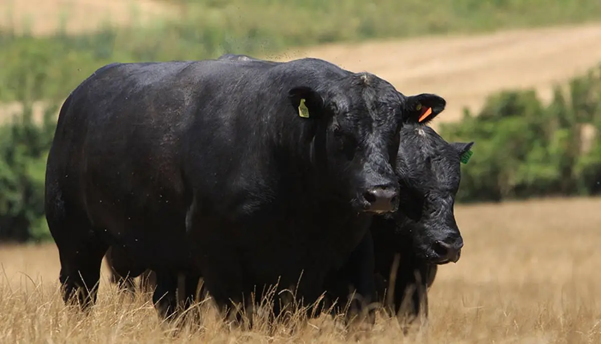Selo inédito vai impulsionar o mercado de carnes premium no Brasil