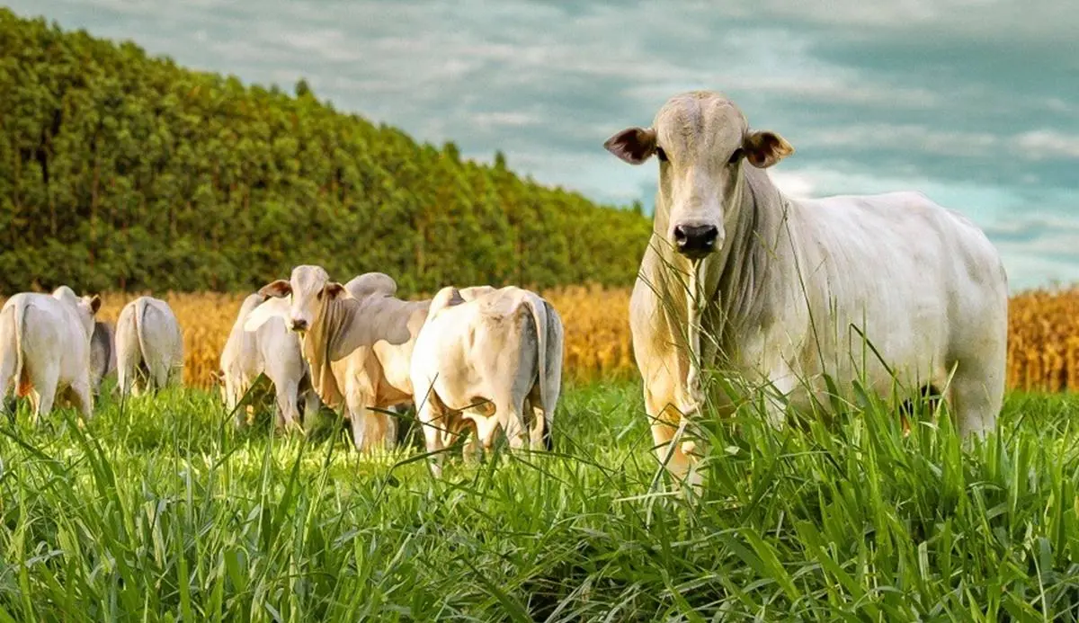 Integração lavoura-pecuária avança no Tocantins e amplia oportunidades no campo