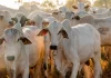 Tocantins se consolida como potência da pecuária, com crescimento de 39% no rebanho e avanço nas exportações de carne bovina