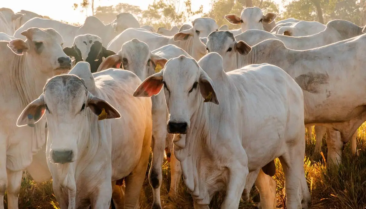 Tocantins se consolida como potência da pecuária, com crescimento de 39% no rebanho e avanço nas exportações de carne bovina