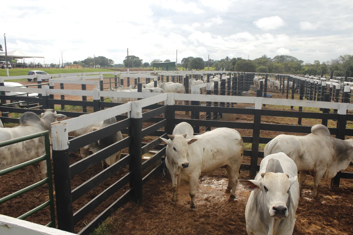 Rastreabilidade bovina ganha destaque na Agrotins 2026 e já é pilar na atuação da Novilho Precoce Tocantins