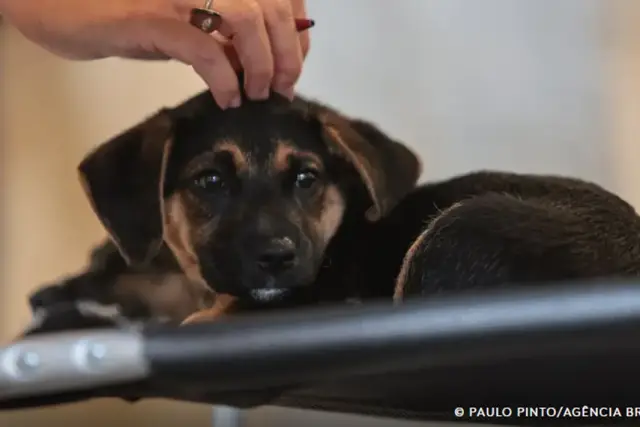 Lei define guarda compartilhada de pets; veja detalhes