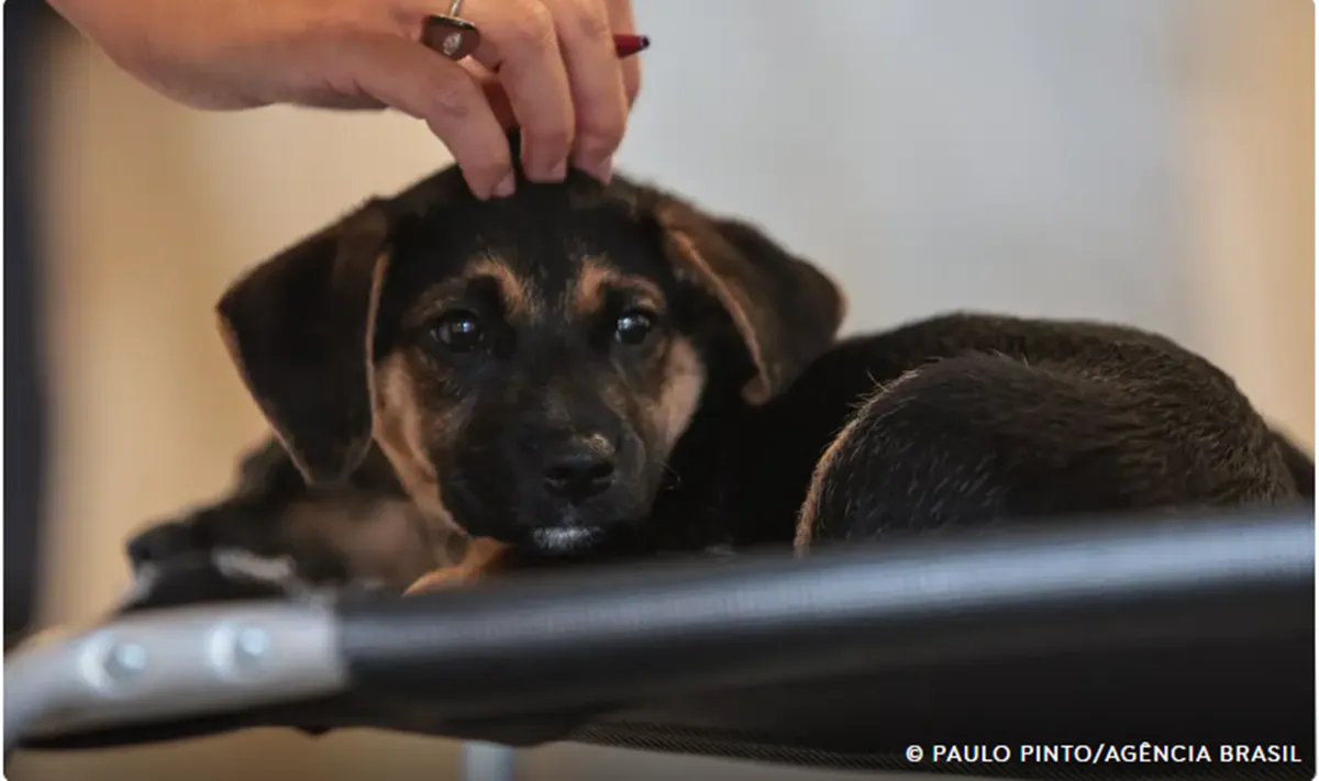 Lei define guarda compartilhada de pets; veja detalhes