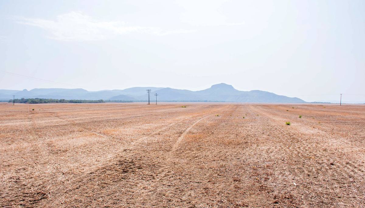 Adapec alerta produtores rurais a não manter plantas vivas de soja no campo durante período de vazio sanitário