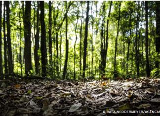 Produção florestal no país alcança recorde de R$ 47,9 bilhões em 2025