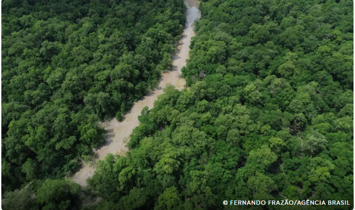 No Dia da Amazônia, campanha pede que eleitor vote por floresta em pé