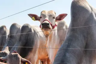 Embrapa Trace cria passaporte digital para rastrear a carne bovina do Brasil