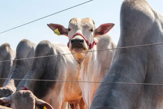 Embrapa Trace cria passaporte digital para rastrear a carne bovina do Brasil
