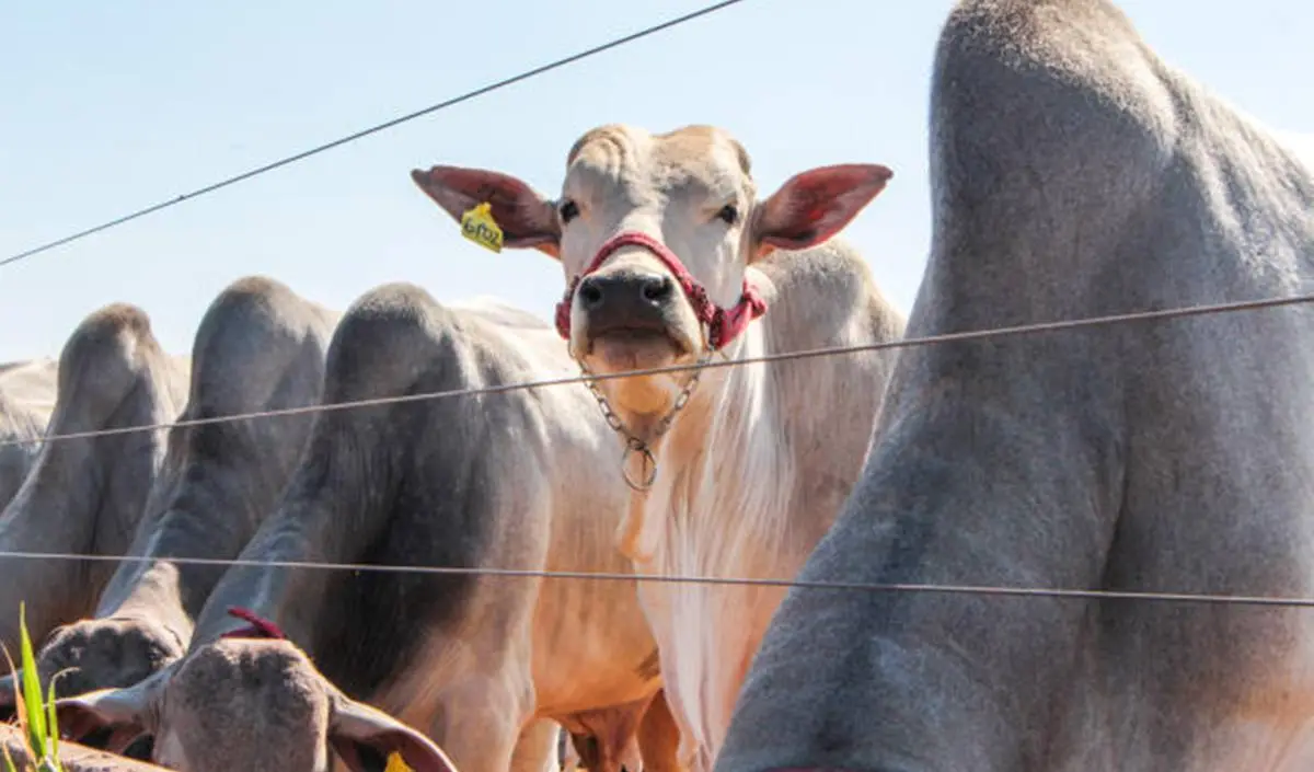 Embrapa Trace cria passaporte digital para rastrear a carne bovina do Brasil