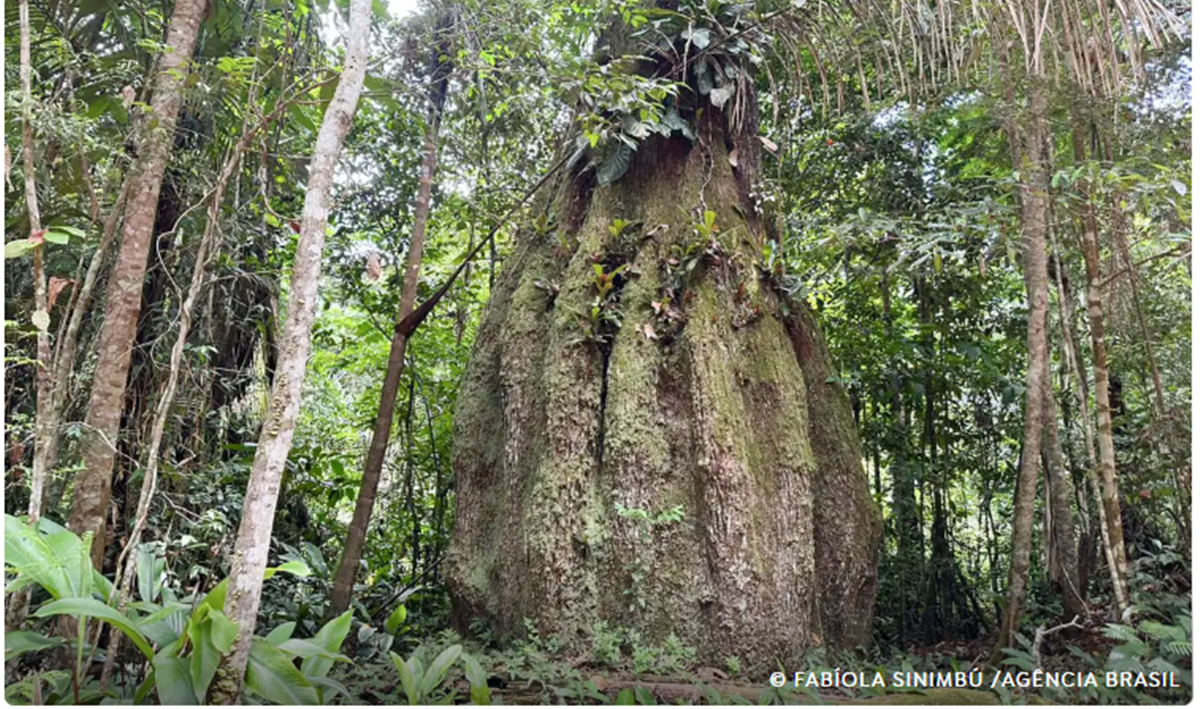 Congresso terá sete em cada dez parlamentares contra agenda ambiental
